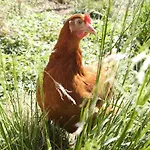 Schleicherhof Iv Prázdninový dům *