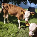 Schleicherhof Iv Prázdninový dům