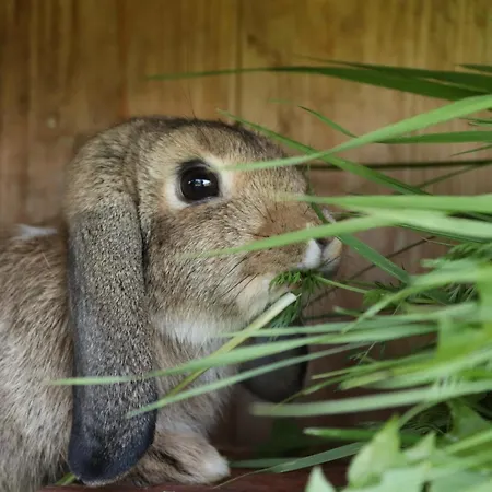 度假居 Schleicherhof Iv 齐勒谷地施特拉斯