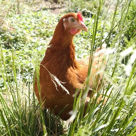 Schleicherhof Iv Casa de Férias *