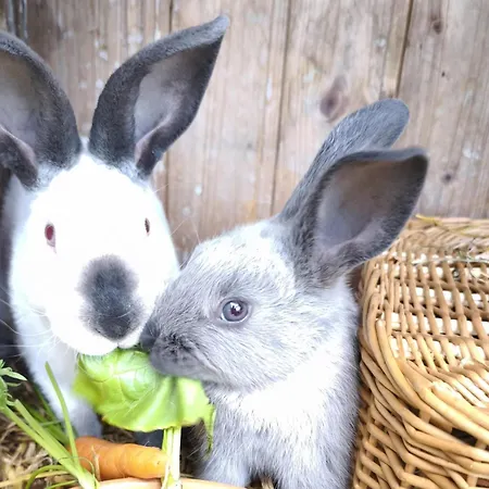 Schleicherhof Iv * 스트라스 임 칠레르탈