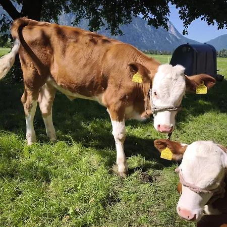 Schleicherhof Iv 펜션